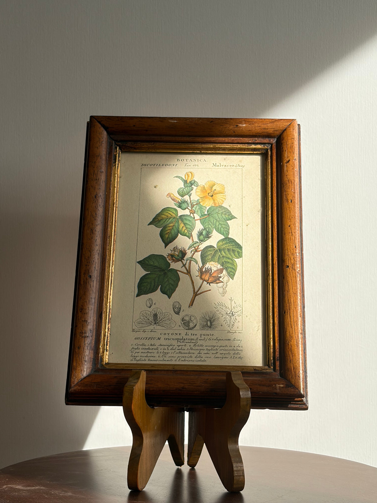 義大利植物學復刻版畫|三裂棉 Gossypium tricuspidatum