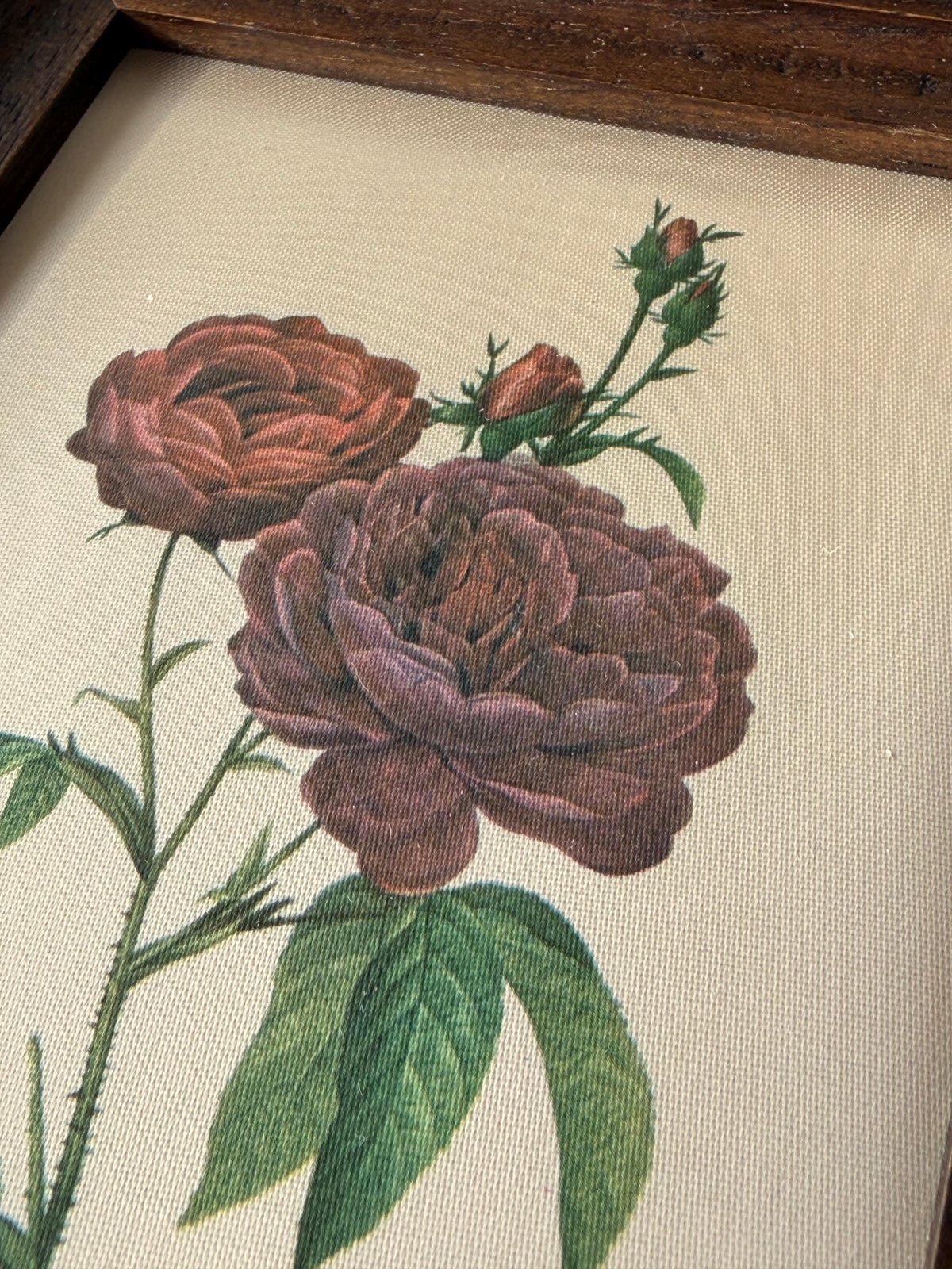 法國雷杜德《主教玫瑰》絲質植物畫｜Le Rosier Évêque