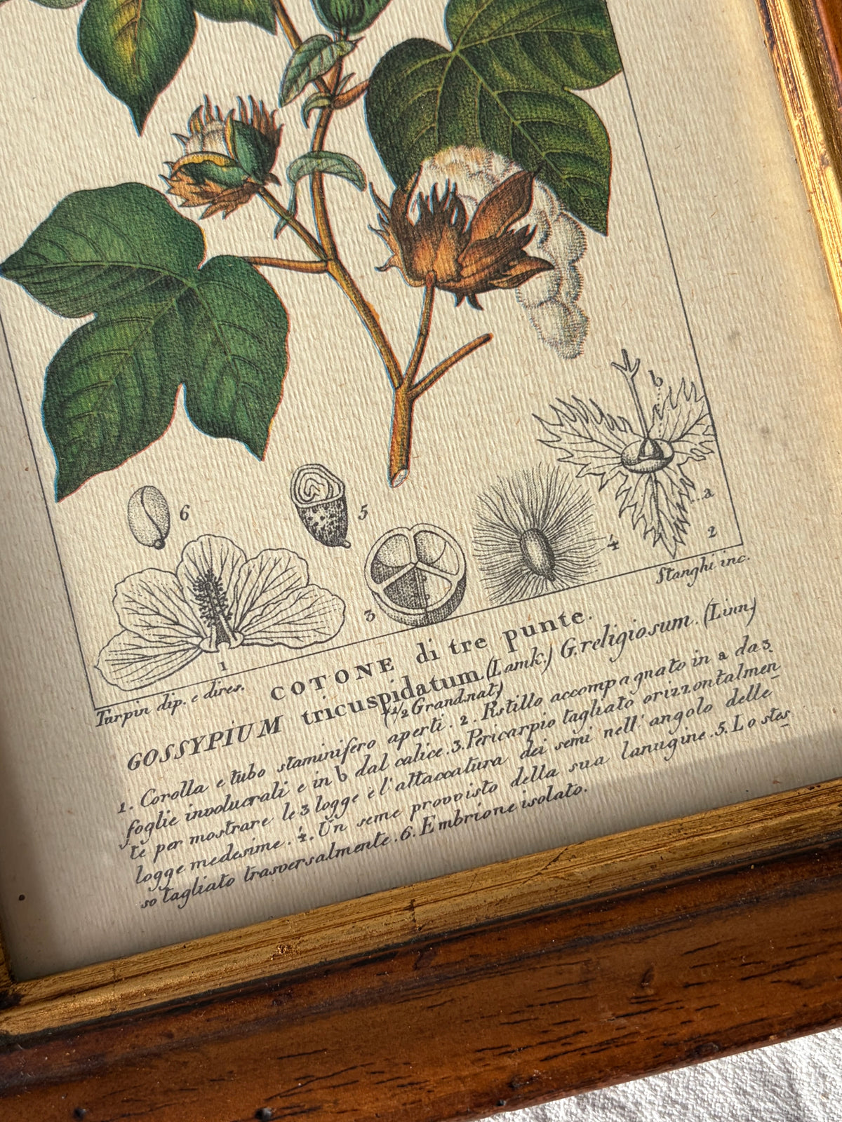 義大利植物學復刻版畫｜三裂棉 Gossypium tricuspidatum