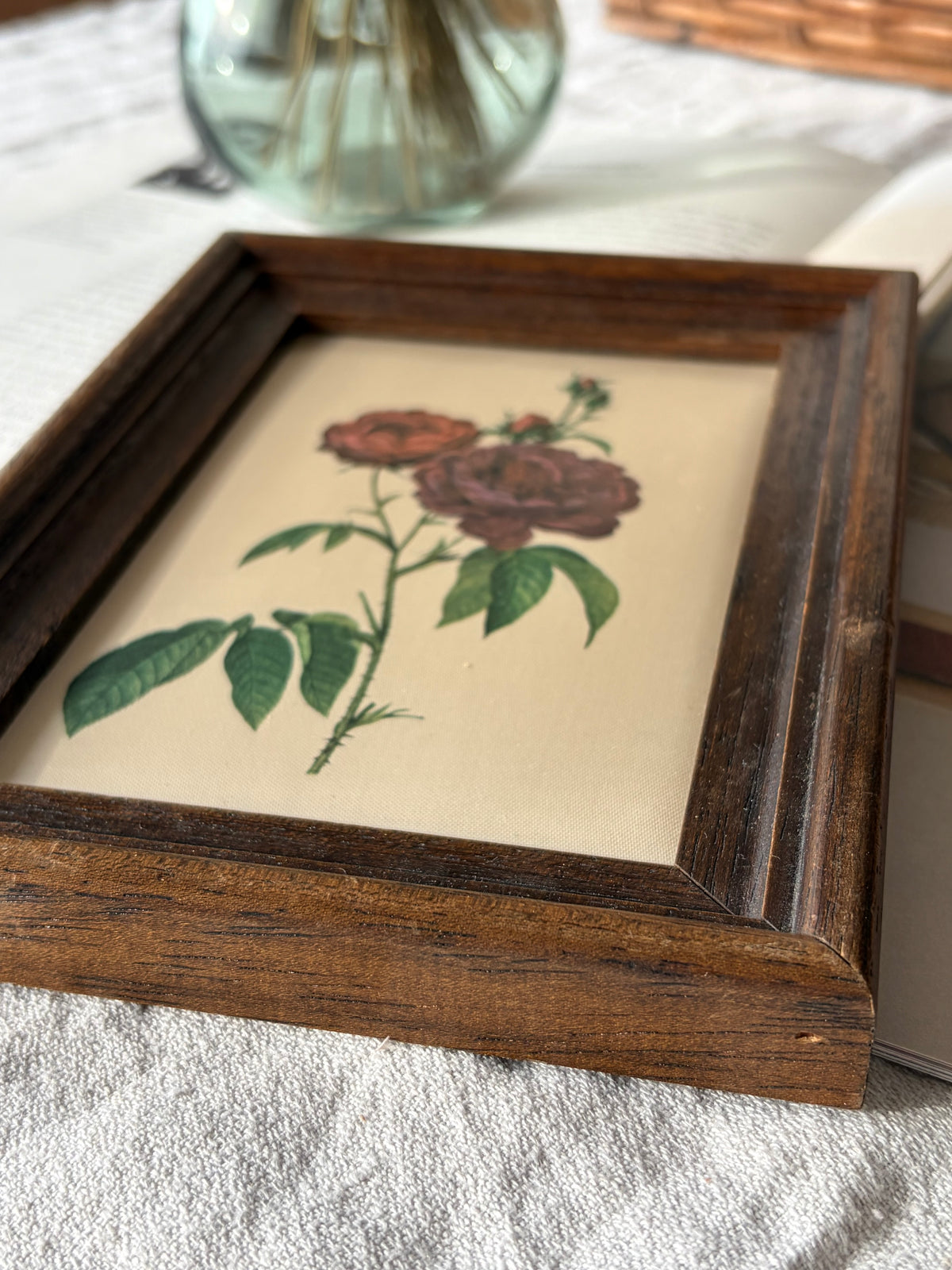 法國雷杜德《主教玫瑰》絲質植物畫｜Le Rosier Évêque