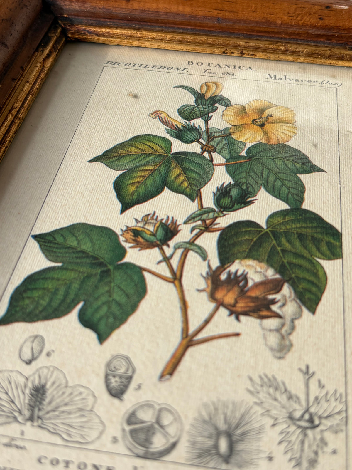 義大利植物學復刻版畫｜三裂棉 Gossypium tricuspidatum