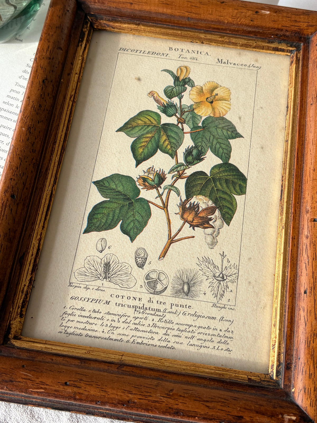 義大利植物學復刻版畫｜三裂棉 Gossypium tricuspidatum