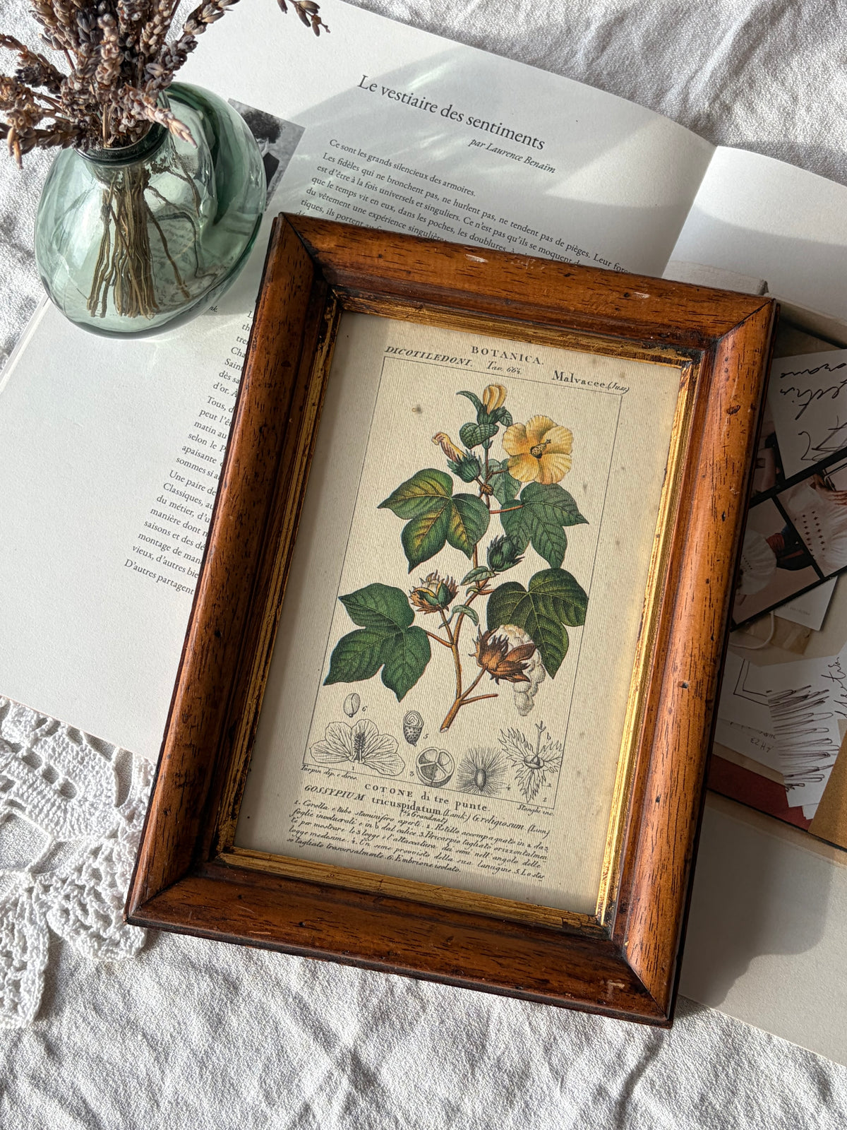 義大利植物學復刻版畫｜三裂棉 Gossypium tricuspidatum