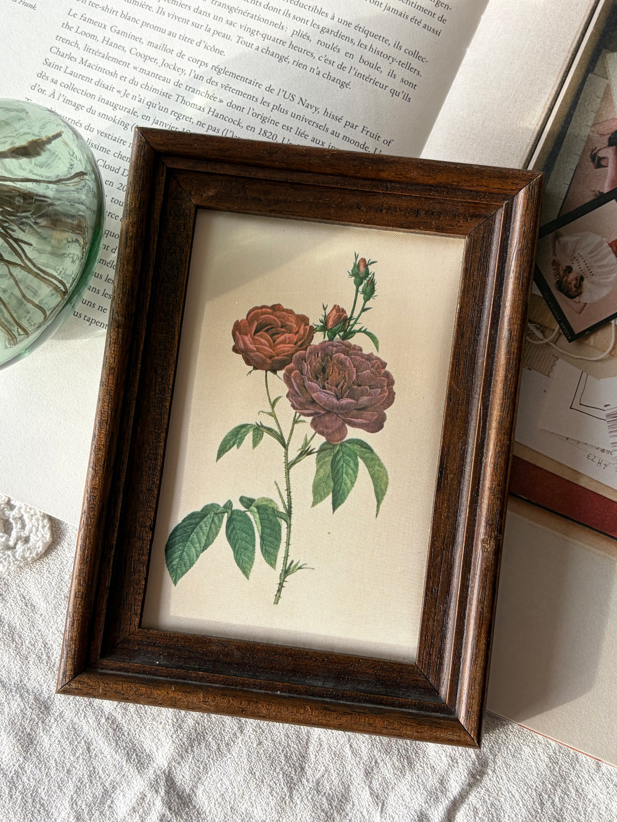 法國雷杜德《主教玫瑰》絲質植物畫｜Le Rosier Évêque