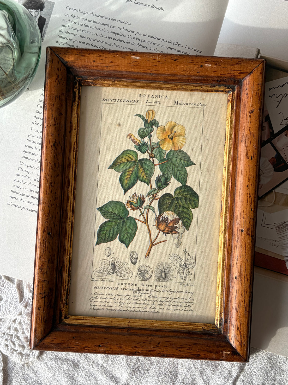 義大利植物學復刻版畫｜三裂棉 Gossypium tricuspidatum